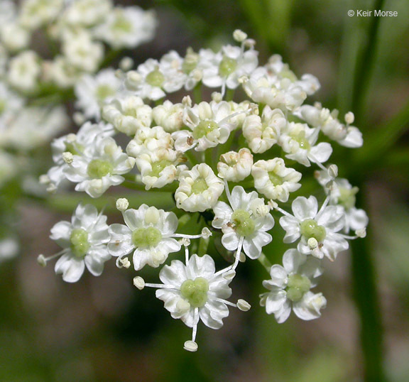 Imagem de Ligusticum grayi Coult. & N. E. Rose