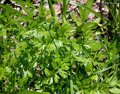 Image of Gray's licorice-root