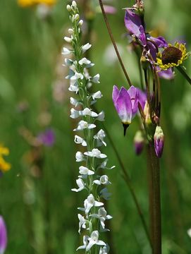 Image of Sierra bog orchid