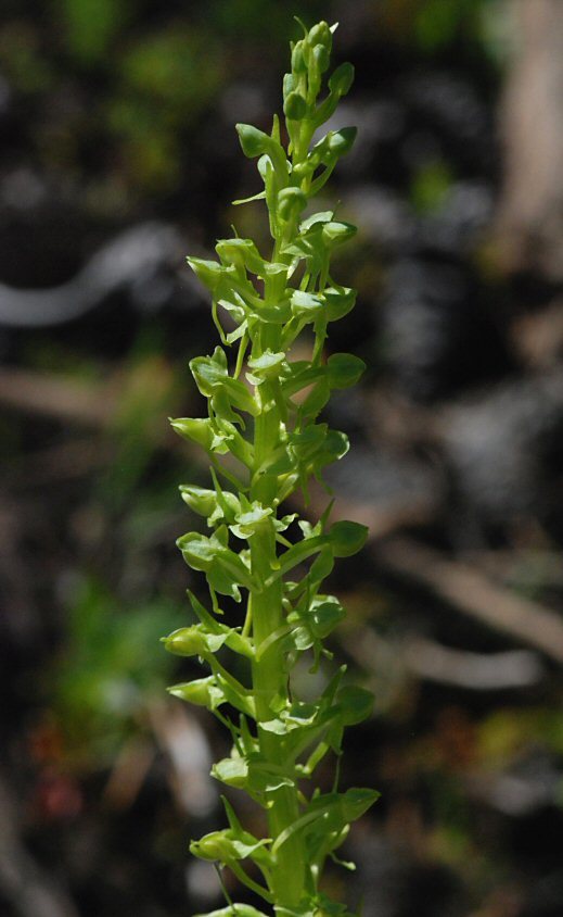 Image of Canyon Bog Orchid