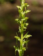 Image of Canyon Bog Orchid