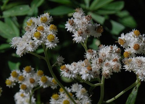 Imagem de Anaphalis margaritacea (L.) Benth.