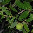 Image of Huckleberry Oak