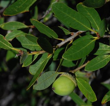 Image de Quercus vacciniifolia Kellogg