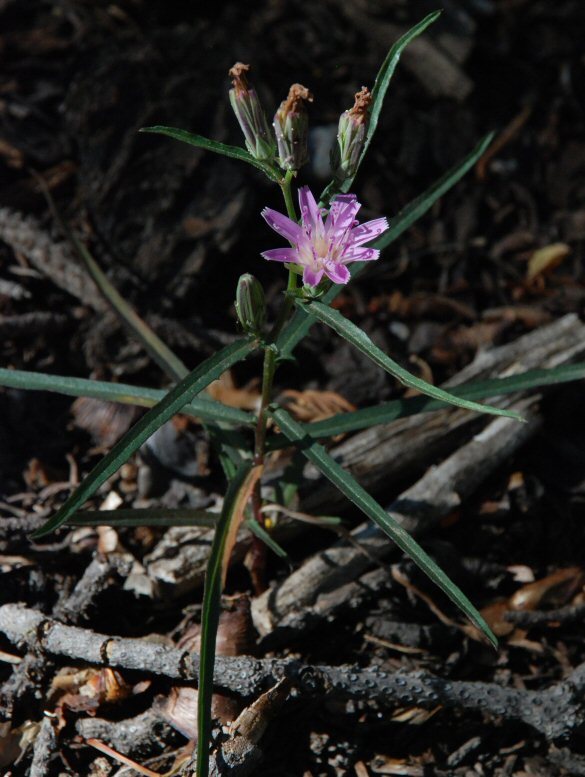 Image of lettuce wirelettuce