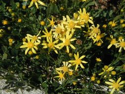 Слика од Senecio fremontii var. occidentalis Gray