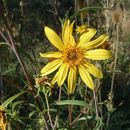Image of California sunflower