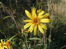 Image of California sunflower