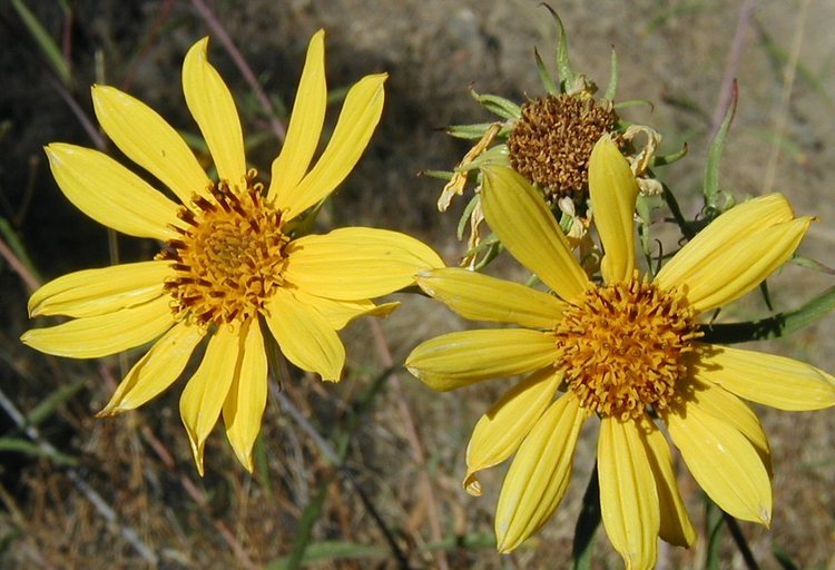 Image de Helianthus californicus DC.