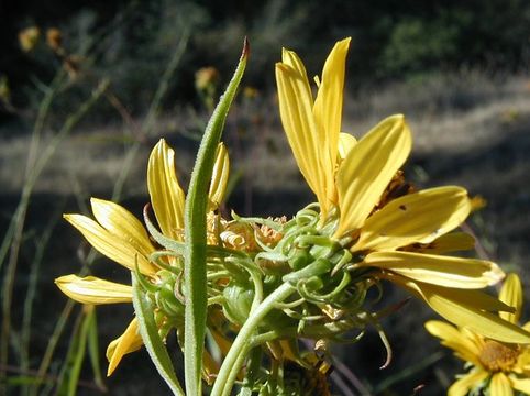 Image of California sunflower