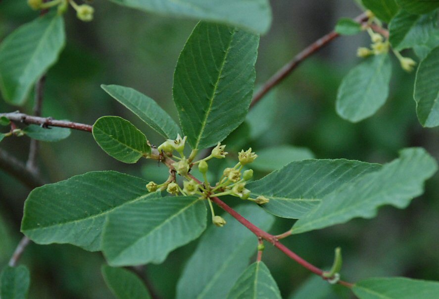 Image of red buckthorn