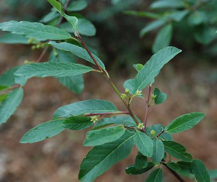 Image of red buckthorn