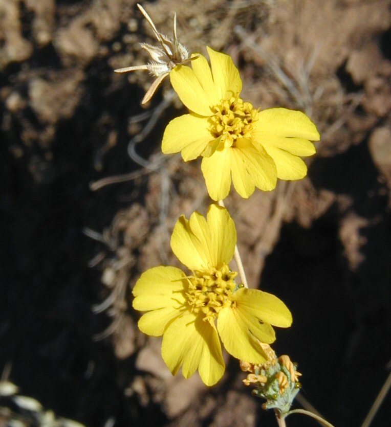 Plancia ëd Calycadenia truncata DC.