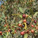 Image of Hoary coffeeberry