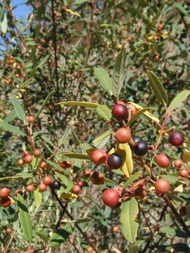 Image of Hoary coffeeberry