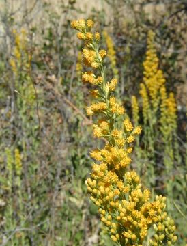 Image of California goldenrod