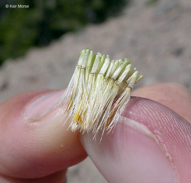 Image of <i>Dieteria canescens</i> var. <i>shastensis</i>