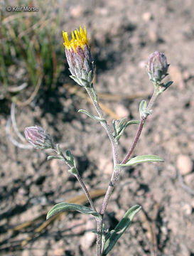 Image of <i>Dieteria canescens</i> var. <i>shastensis</i>