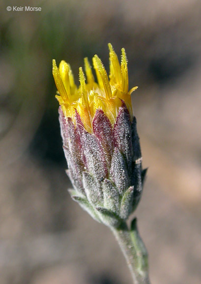 Imagem de <i>Dieteria canescens</i> var. <i>shastensis</i>