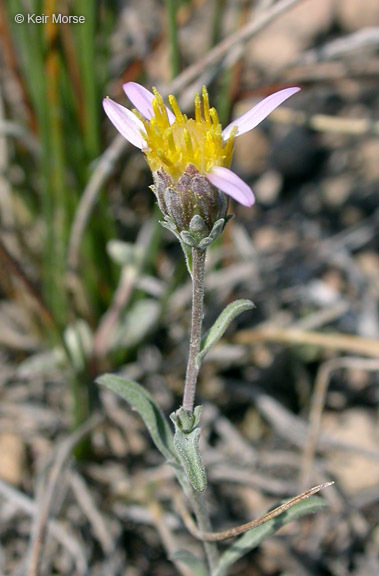 Imagem de <i>Dieteria canescens</i> var. <i>shastensis</i>