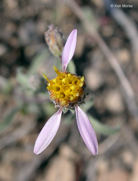 Imagem de <i>Dieteria canescens</i> var. <i>shastensis</i>