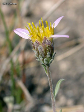 Image of <i>Dieteria canescens</i> var. <i>shastensis</i>