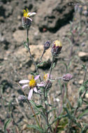 Imagem de <i>Dieteria canescens</i> var. <i>shastensis</i>