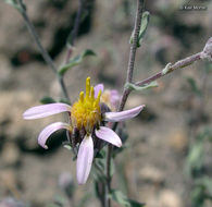 Imagem de <i>Dieteria canescens</i> var. <i>shastensis</i>