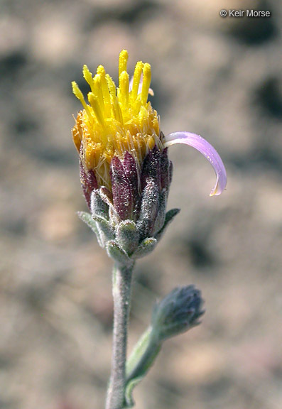 Imagem de <i>Dieteria canescens</i> var. <i>shastensis</i>