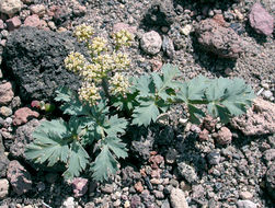 Image of cascade desertparsley