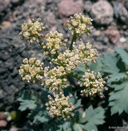 Image of cascade desertparsley