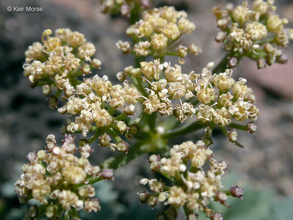 Image of cascade desertparsley