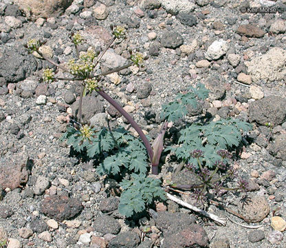 Image of cascade desertparsley