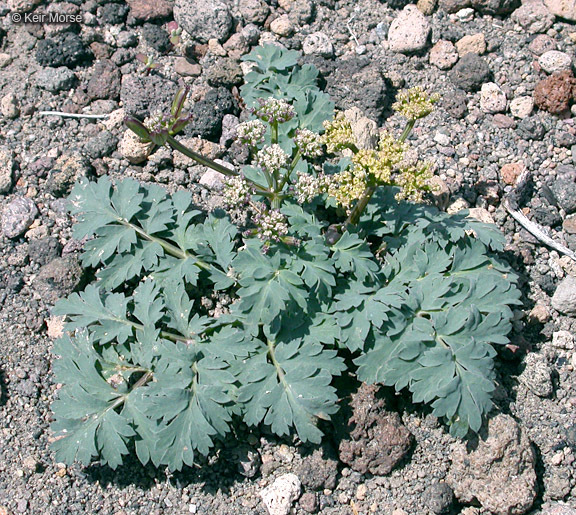 Image of cascade desertparsley