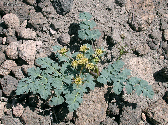 Image of cascade desertparsley