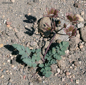 Image of cascade desertparsley