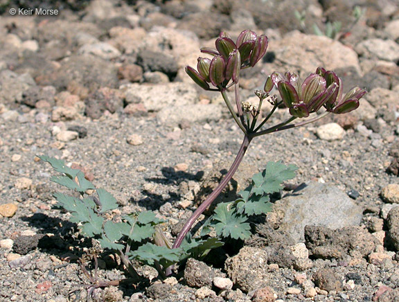 Image of cascade desertparsley