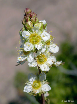 Слика од Luetkea pectinata (Pursh) Kuntze