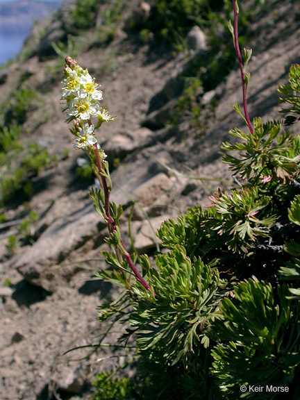 Image of partridgefoot