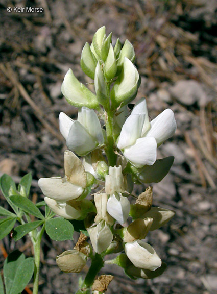 Sivun Lupinus andersonii S. Watson kuva