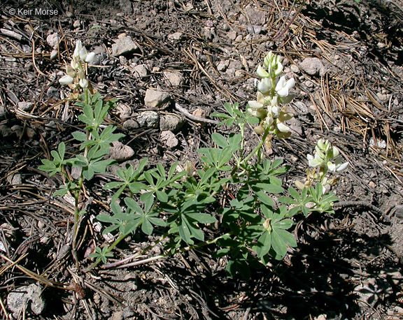 Image of Anderson's lupine