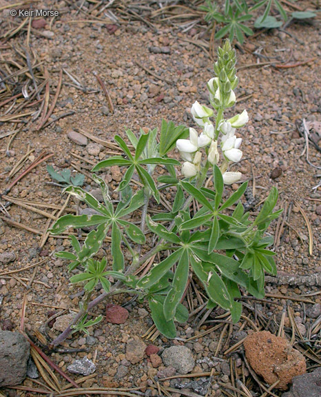 Sivun Lupinus andersonii S. Watson kuva