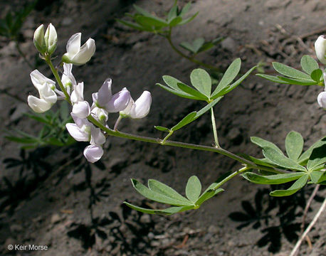 Image of Anderson's lupine