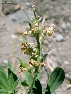 Plancia ëd Lupinus andersonii S. Watson