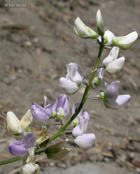 Image of Anderson's lupine