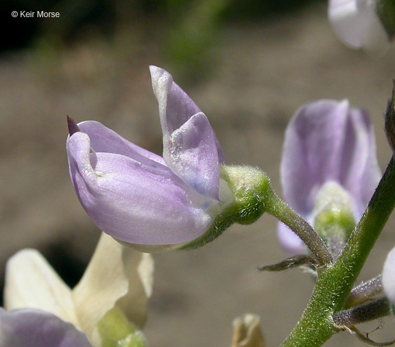 Sivun Lupinus andersonii S. Watson kuva