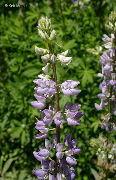 Image of broadleaf lupine