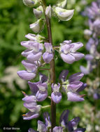 Image of broadleaf lupine