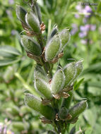 Image of broadleaf lupine