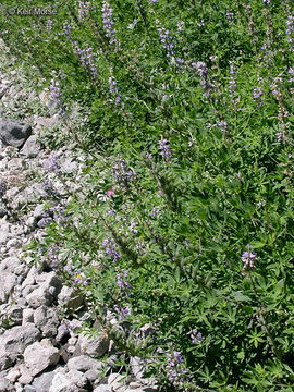 Image of broadleaf lupine